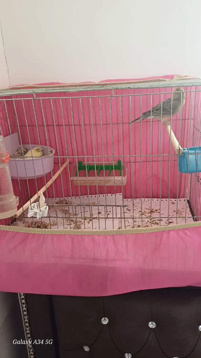 قناری|پرنده|یزد, |دیوار