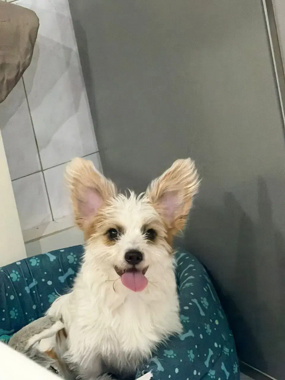 واگذاری سگ|سگ|کرج, باغستان|دیوار