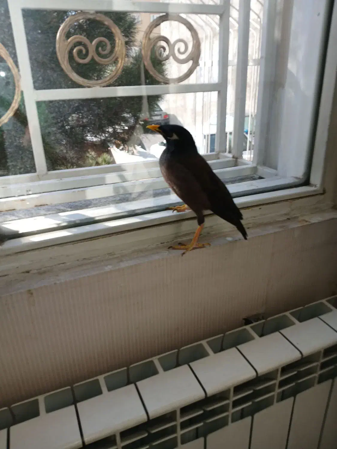 پرنده مینا ی من گمشده|حیوانات|تبریز, |دیوار