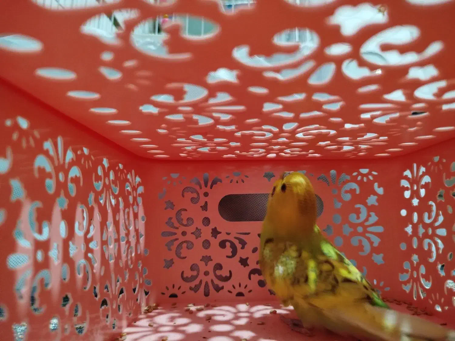 مرغ عشق|پرنده|صحنه, |دیوار