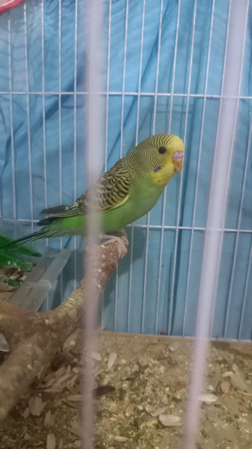 جوجه مرغ عشق دستی|پرنده|سبزوار, طبرسی (جعفرآباد)|دیوار