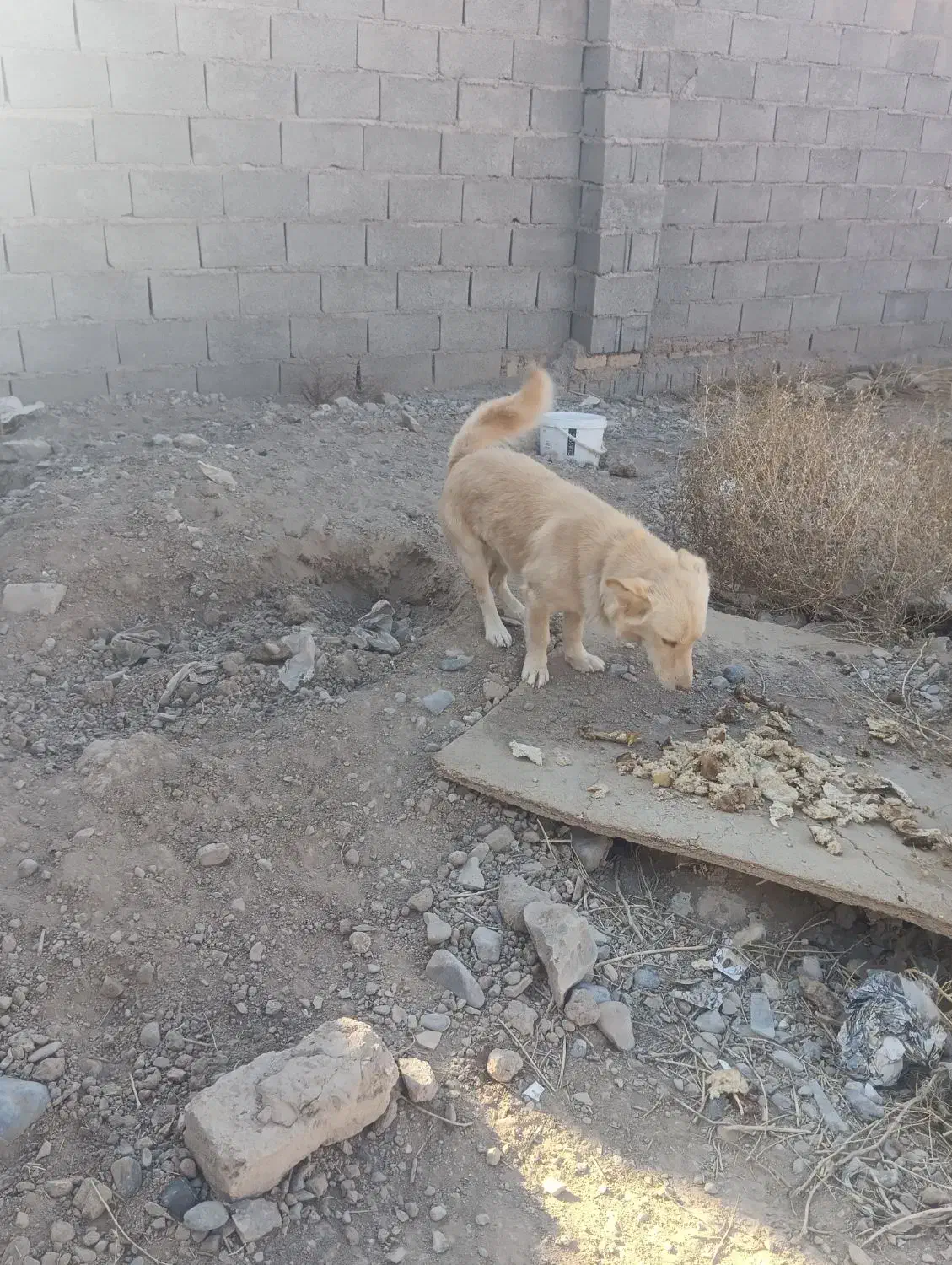 سگ پاکوتاه نژاد دار|سگ|گلبهار, بیزکی|دیوار