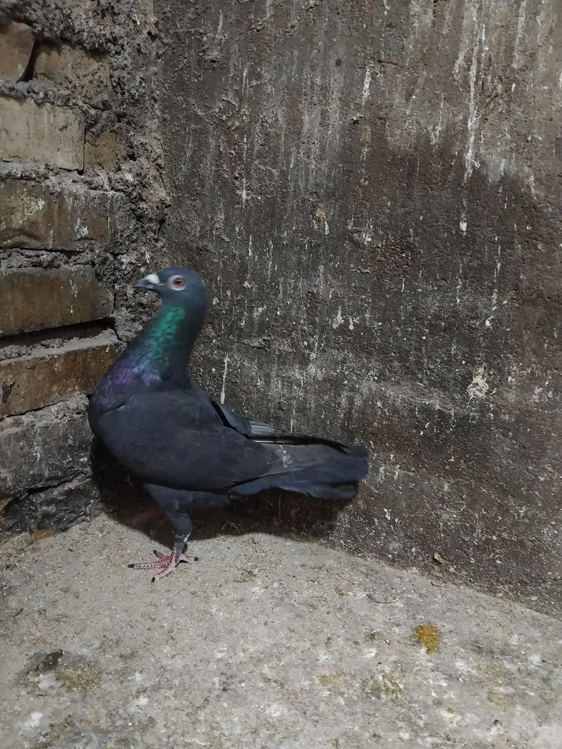 ماده زاغ.کوهی.گوره.سبز|پرنده|اهواز, سلطانمنش|دیوار