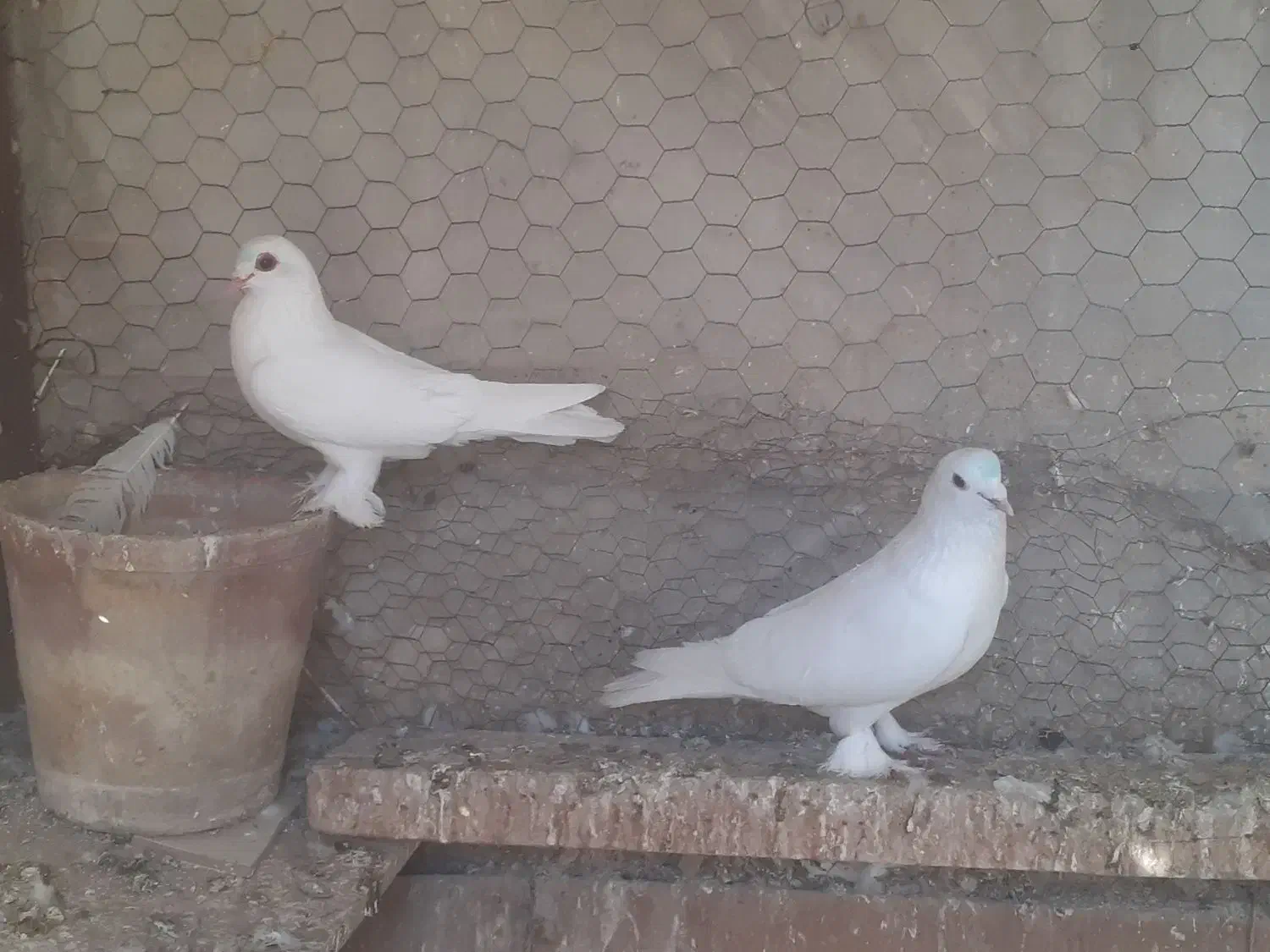 کبوتر|پرنده|باسمنج, |دیوار