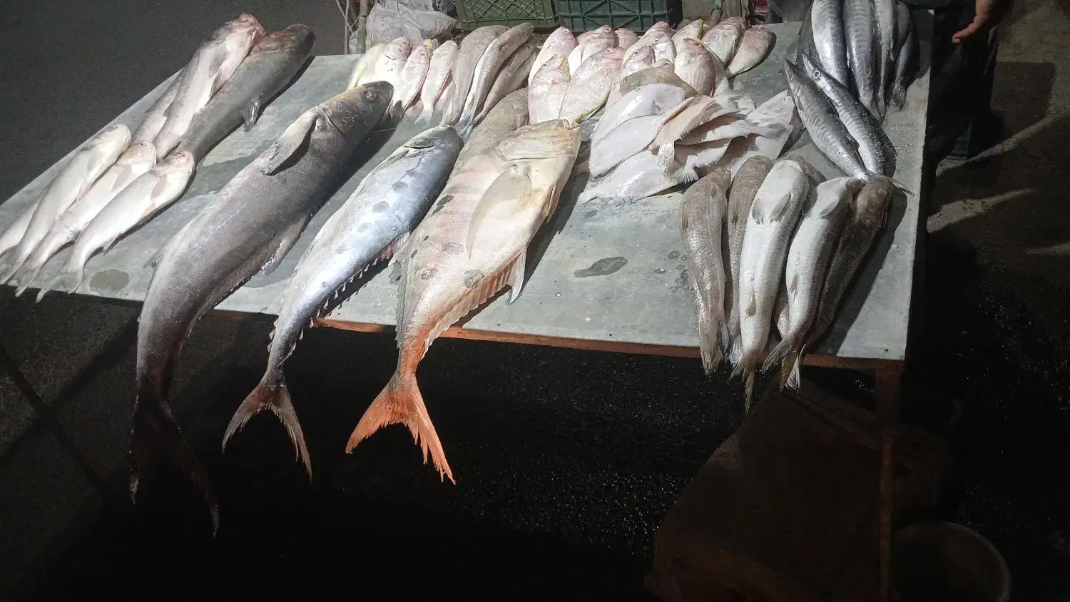 ماهی دریایی|ماهی|رامهرمز, |دیوار