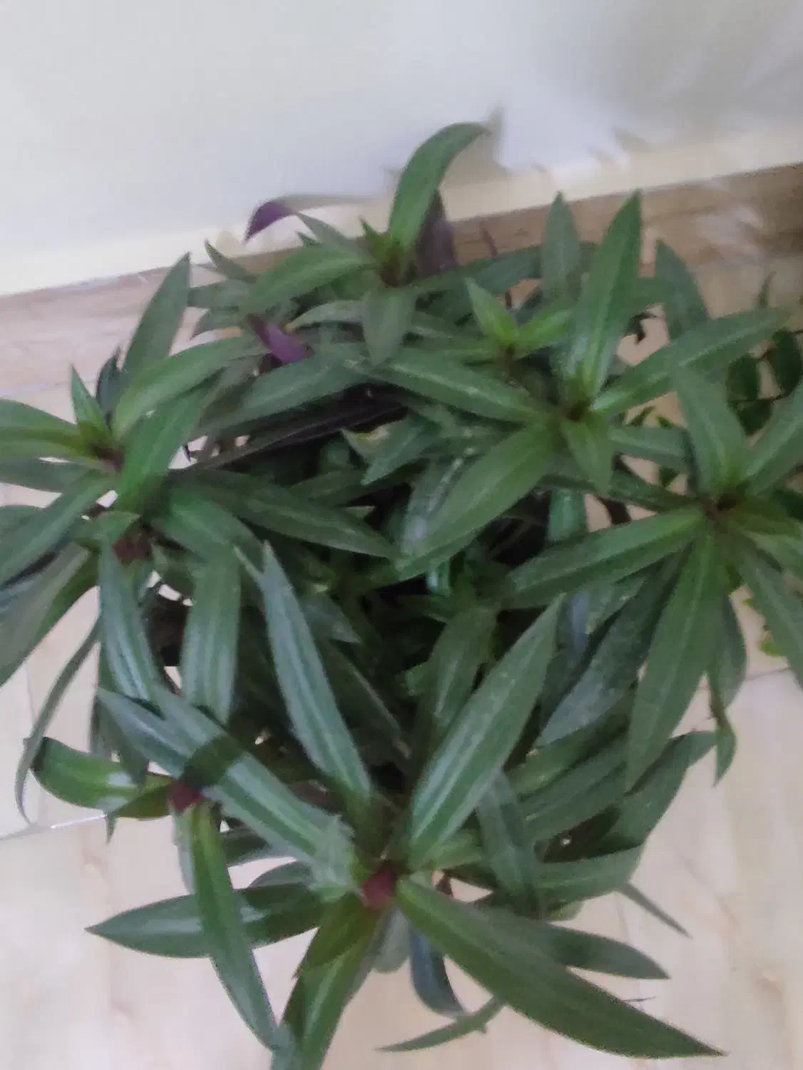 گل طبیعی پر و زیبا|گل و گیاه طبیعی|شیروان (خراسان), |دیوار