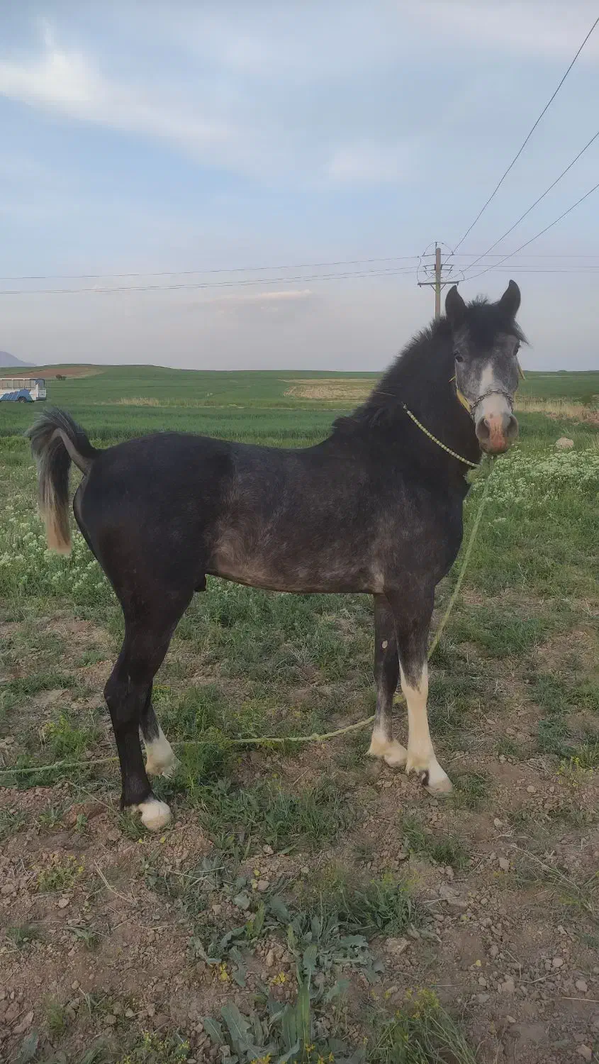 اسب|اسب و تجهیزات اسب‌سواری|کهریزک, |دیوار