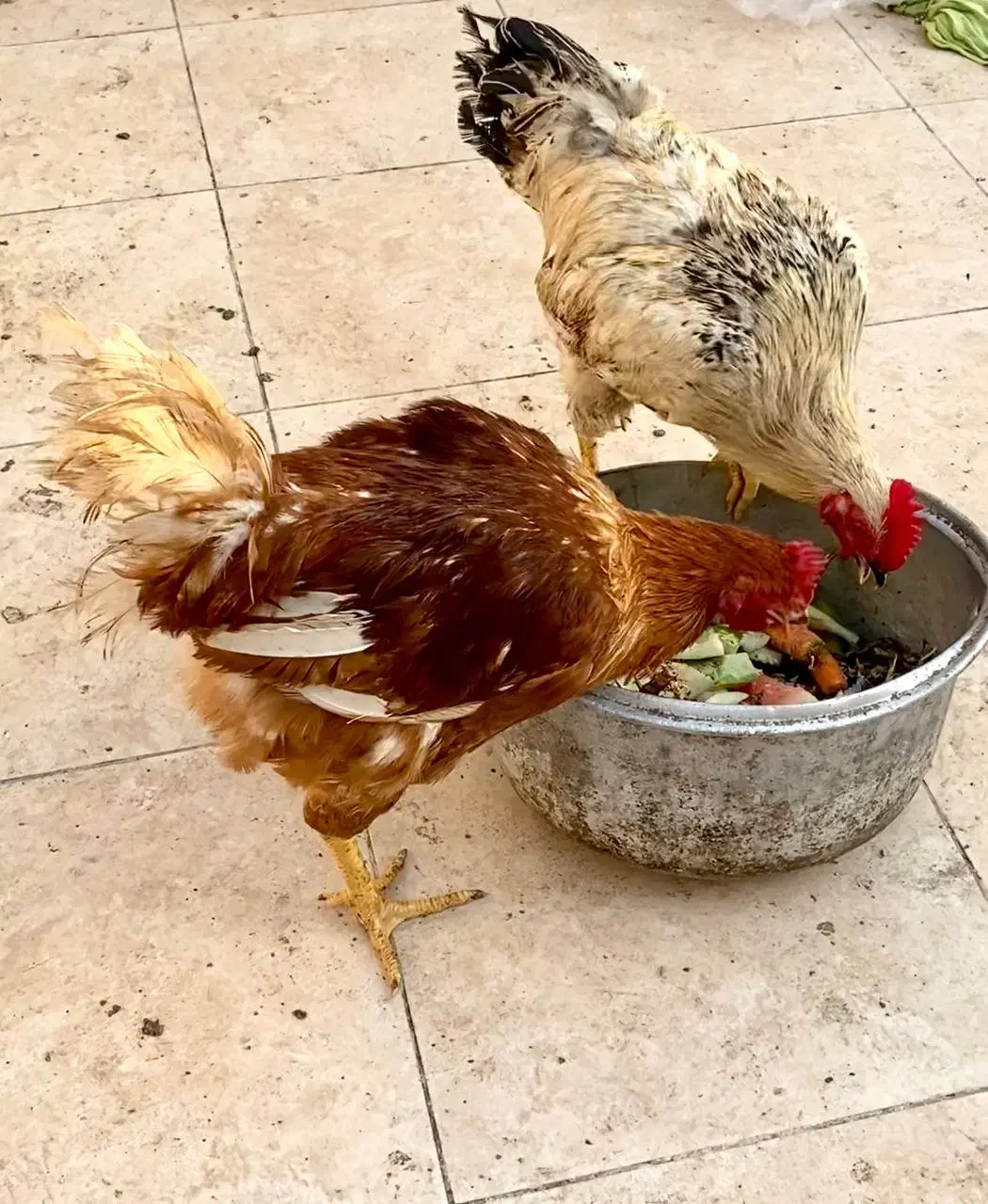 خروس|حیوانات مزرعه|کیش, |دیوار