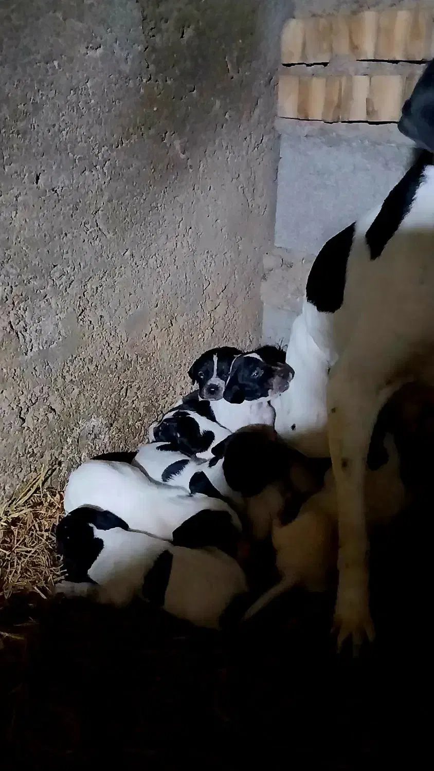 طوله دنبلانی|سگ|مینودشت, |دیوار