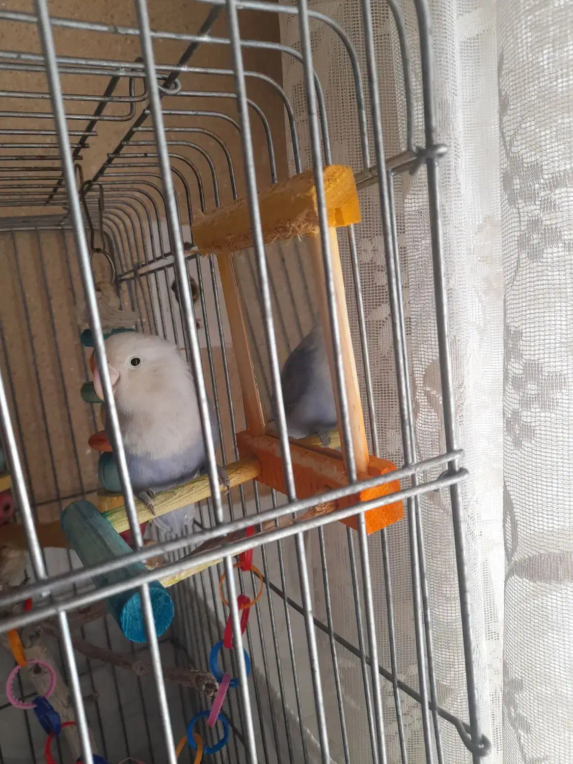 عروس هلندی و طوطی برزیلی با قفس|پرنده|یزد, |دیوار