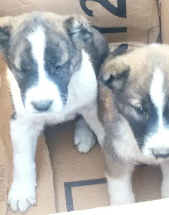 توله سگ الابای ترکمن|سگ|تهران, بوستان سرخه حصار|دیوار