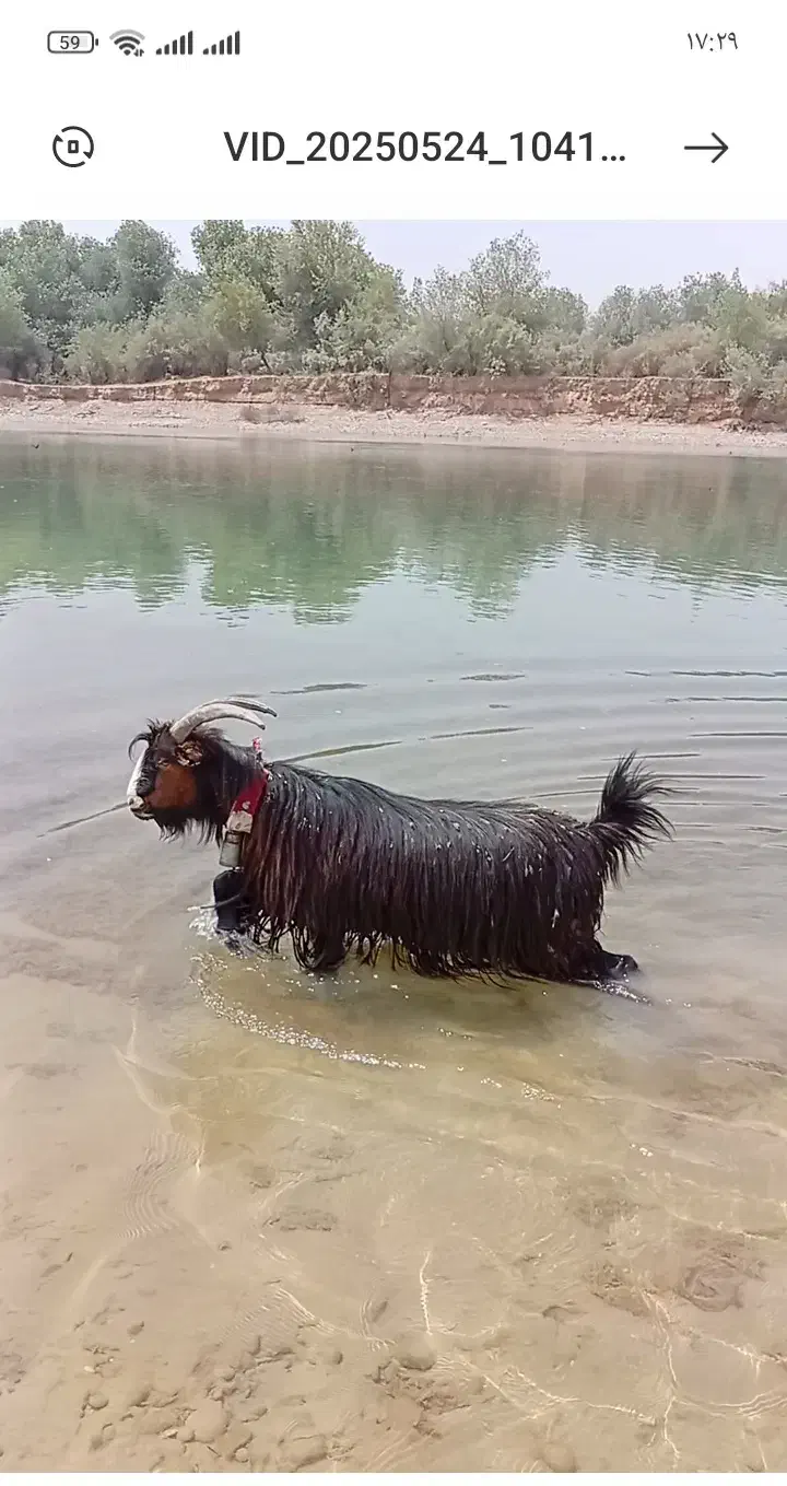 دوبر بز قوچ نرمیش|حیوانات مزرعه|شوشتر, |دیوار