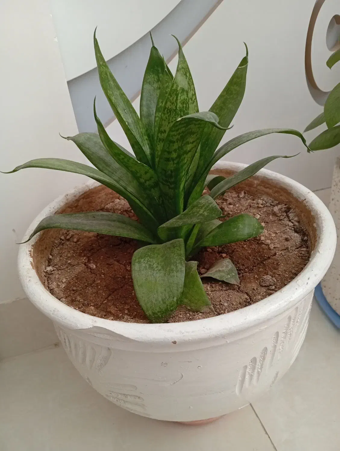 گل طبیعی|گل و گیاه طبیعی|ایلام, |دیوار