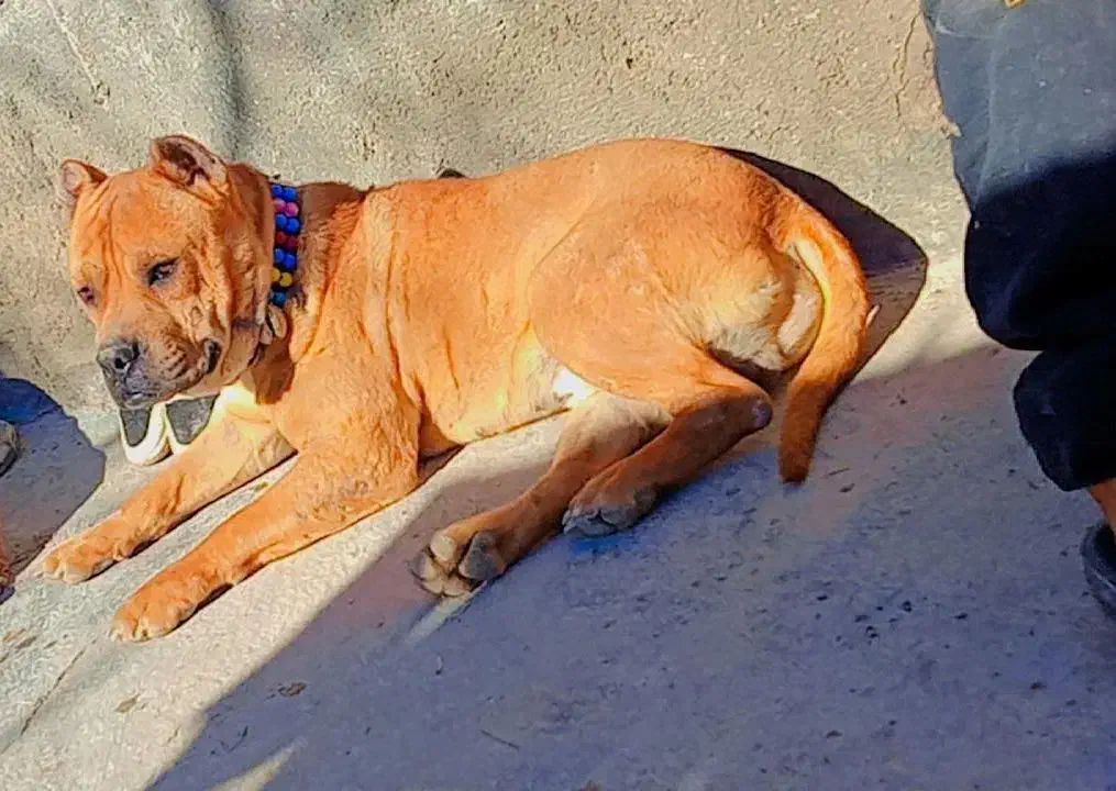 سگ پیتپول|سگ|فاروج, |دیوار