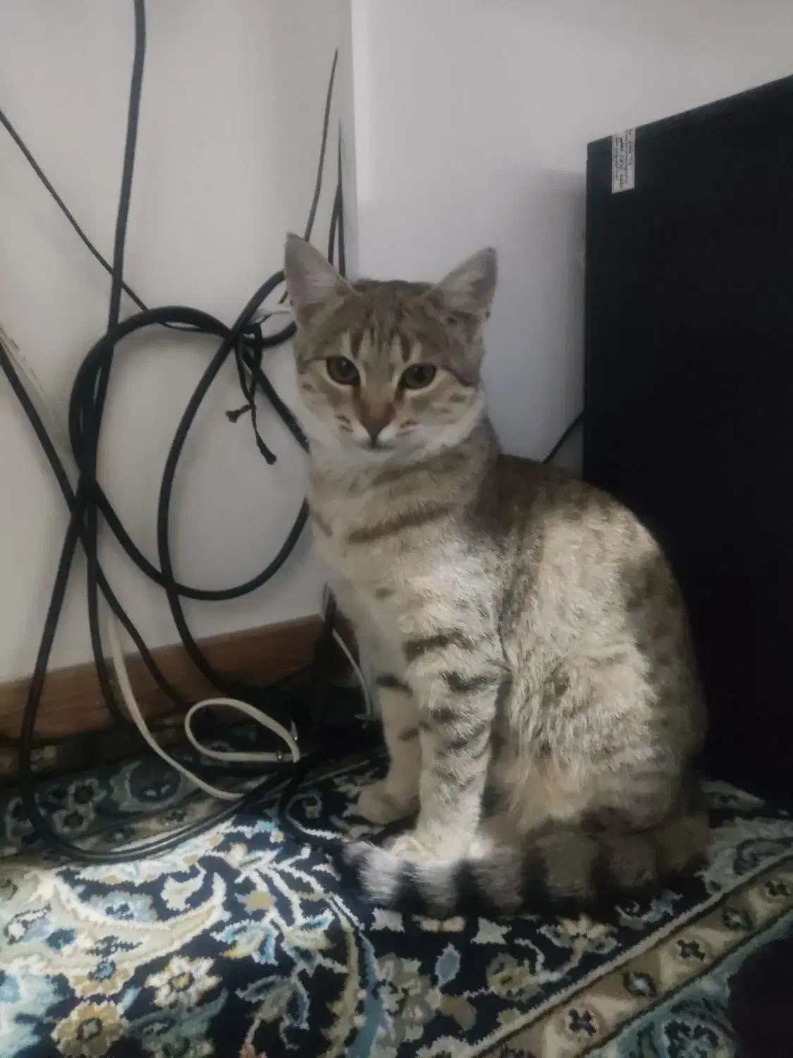 واگذاری گربه خانگی|گربه|تاکستان, |دیوار