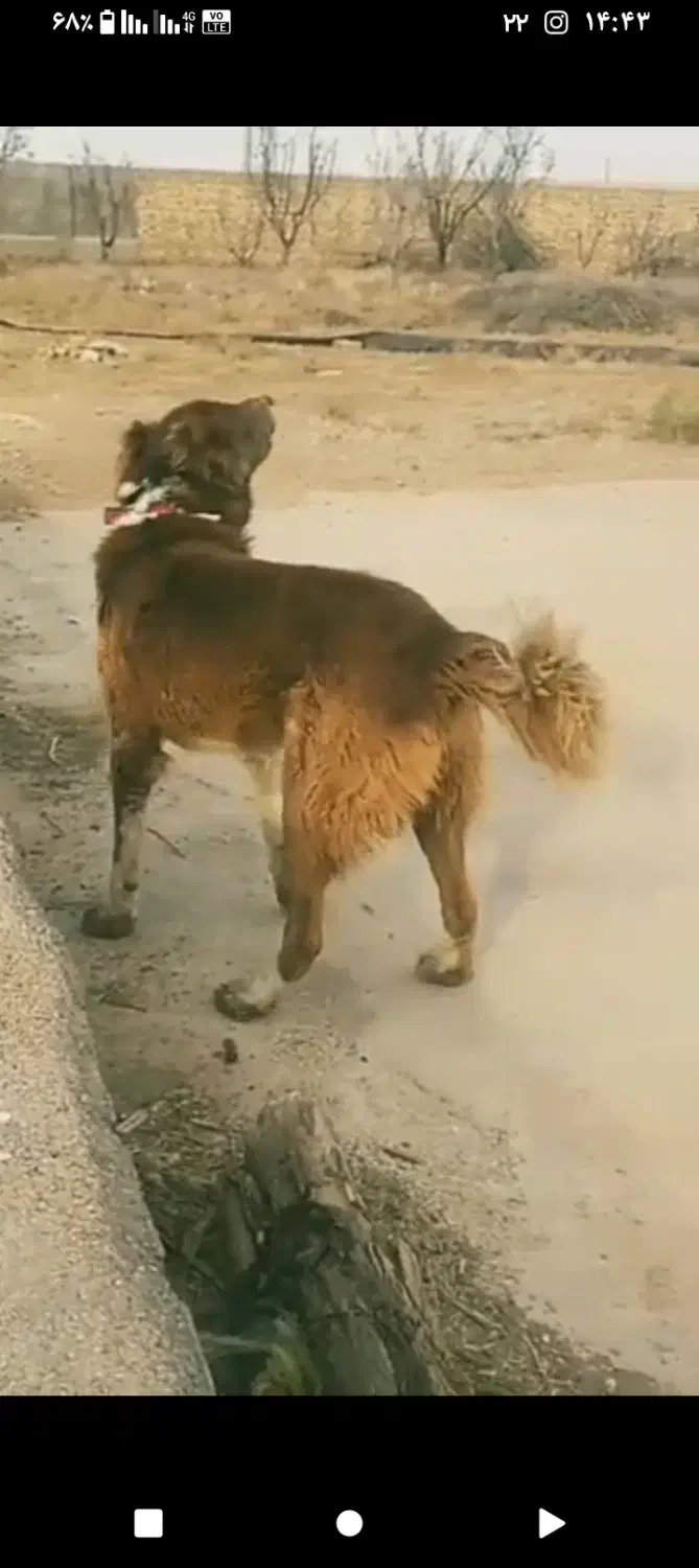 قدرجون سرخ اصفهان|سگ|ساوه, |دیوار