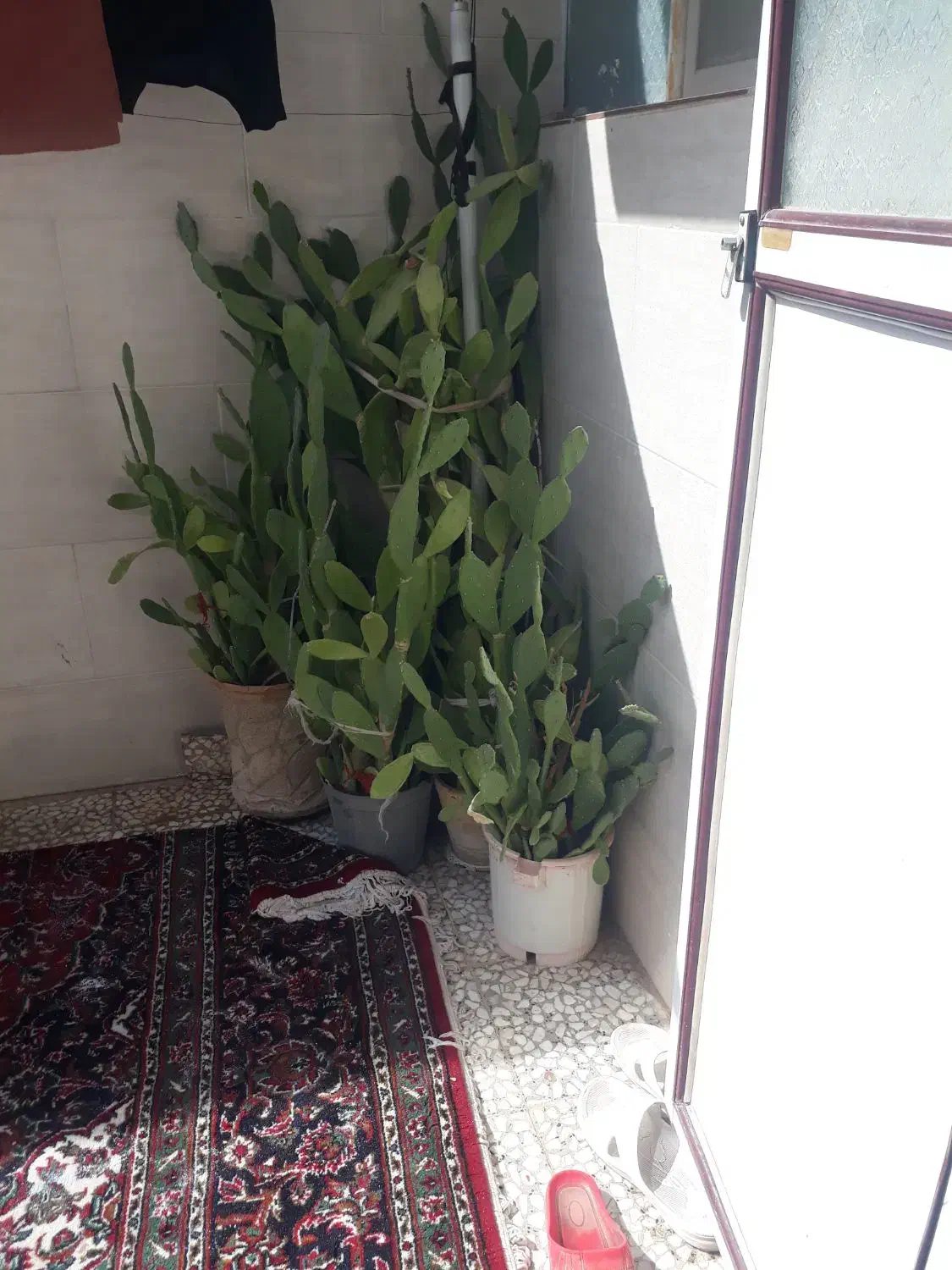 گل کاکتوس|گل و گیاه طبیعی|قم, هفت تیر|دیوار