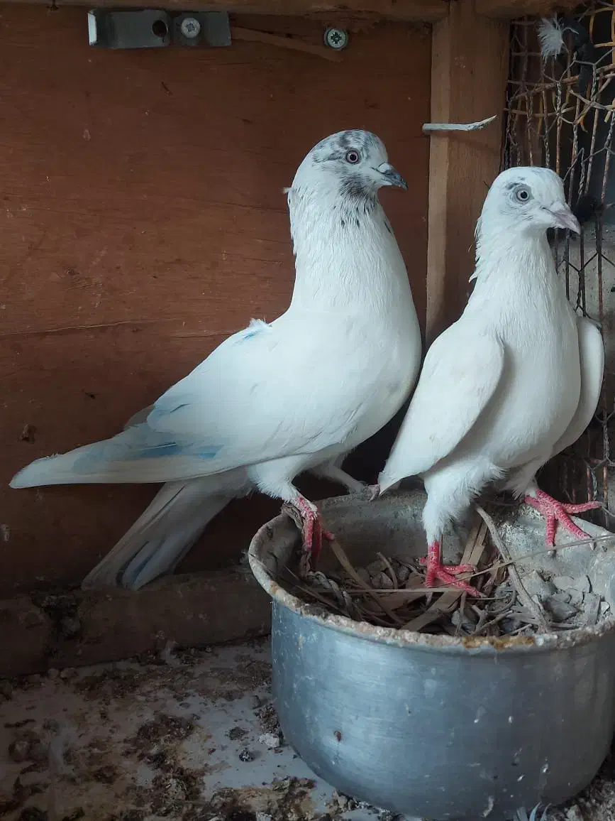 کفتر|پرنده|بندرعباس, |دیوار