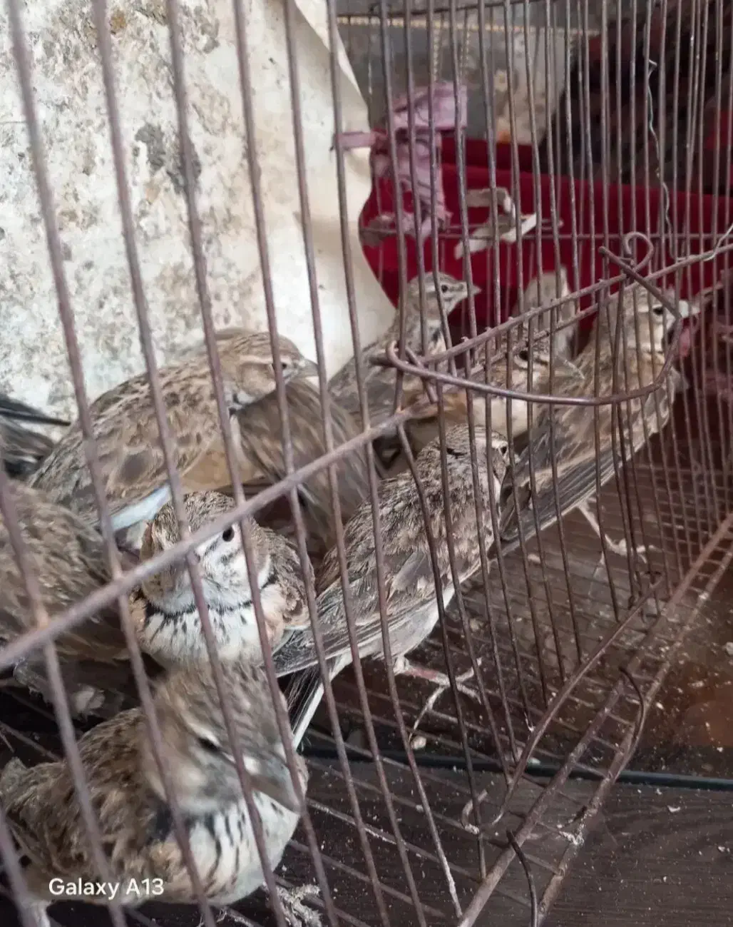 تعدادی سهره خاکی همشون نر جوجه سال|پرنده|خاش, |دیوار