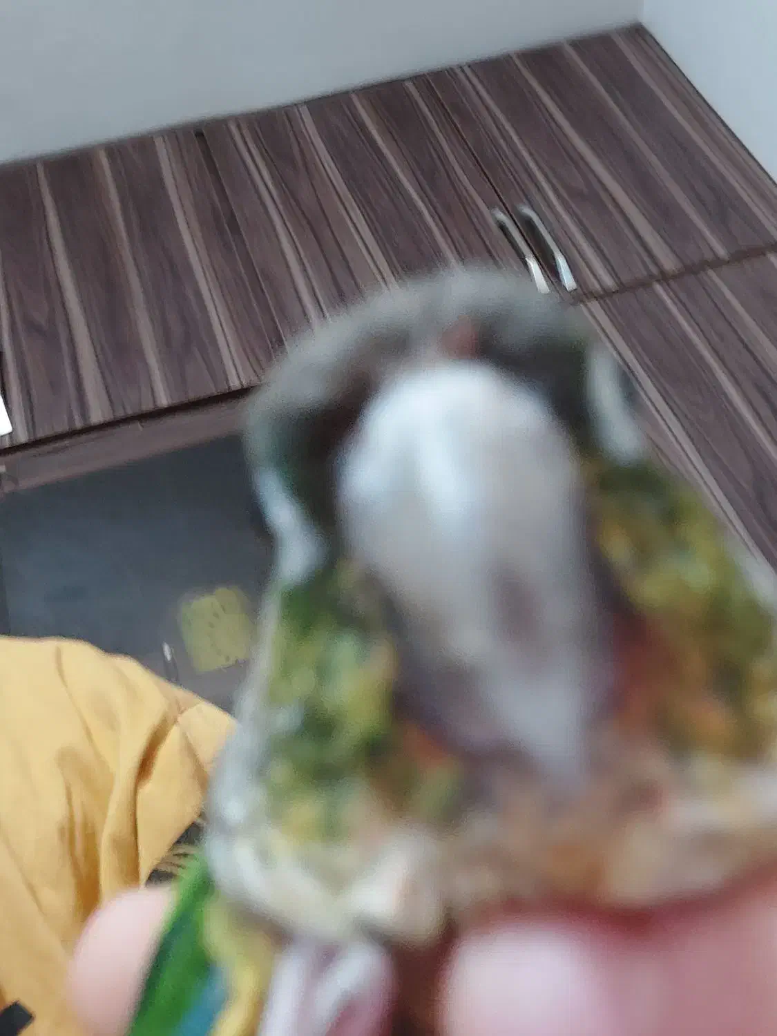 طوطی گرینچیک|پرنده|خرمشهر, |دیوار