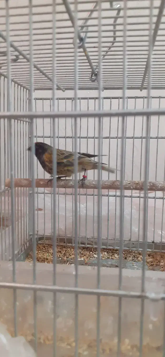 گلبسر|پرنده|ری, شهرری|دیوار