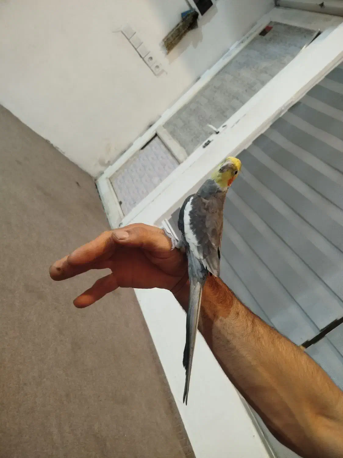 عروس هلندی کاملن دستی|پرنده|نوشهر, |دیوار