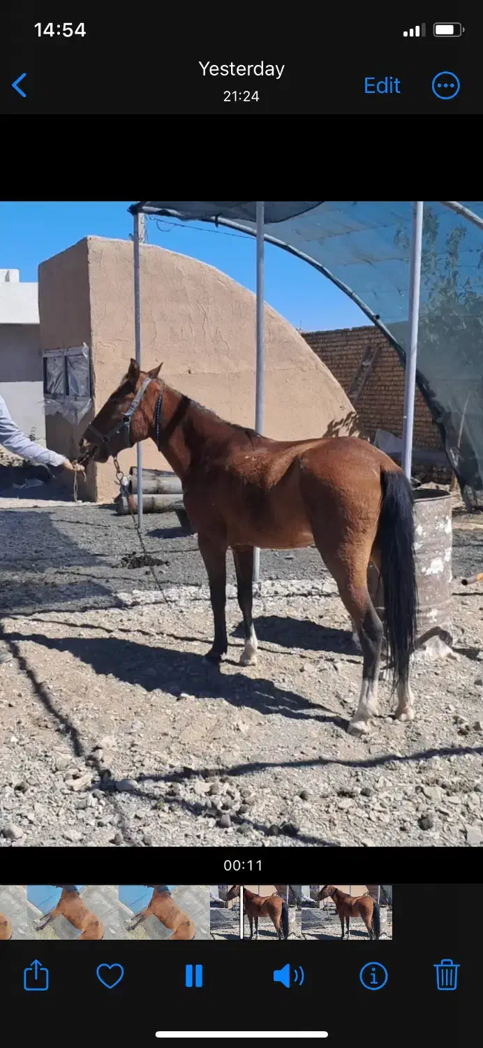 اسب فروشی با تجهیزات کامل|اسب و تجهیزات اسبسواری|بیرجند, |دیوار