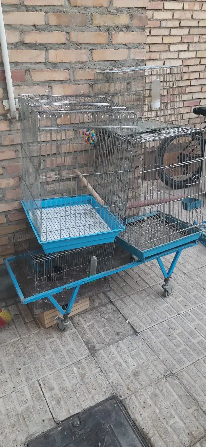 ۴عدد قفس بزرگ ۸عدد جوجه پران|پرنده|تبریز, |دیوار
