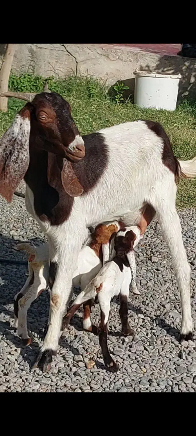 بز دوقلوزا با دو کره نر ماده و یک بز آبستن|حیوانات مزرعه|جیرفت, |دیوار