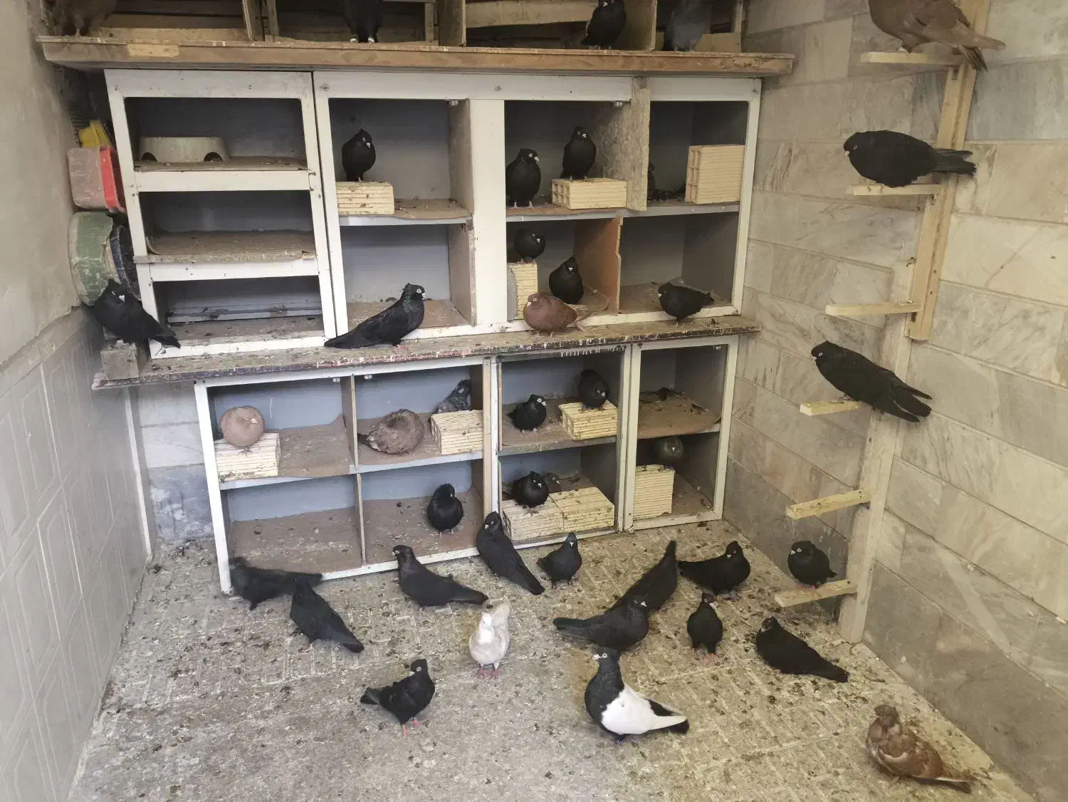 فروش 25عدد زاغ آبادانی قیمت مناسب|پرنده|شاهین‌شهر, فردوسی|دیوار