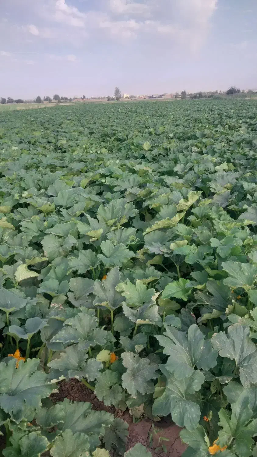 اجاره زمین زراعی یک هکتار با حق اب|اجارهٔ دفتر صنعتی، کشاورزی، تجاری|سراب, |دیوار