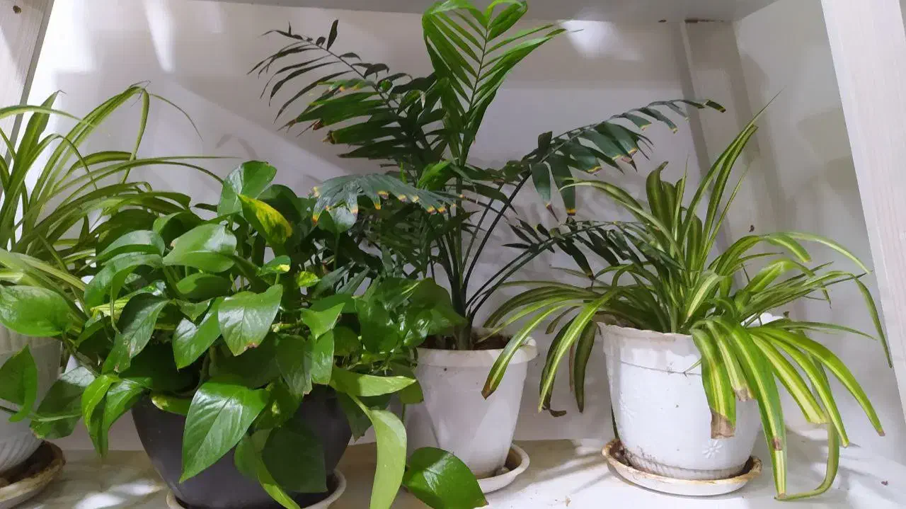 گل طبیعی|گل و گیاه طبیعی|قائن, |دیوار