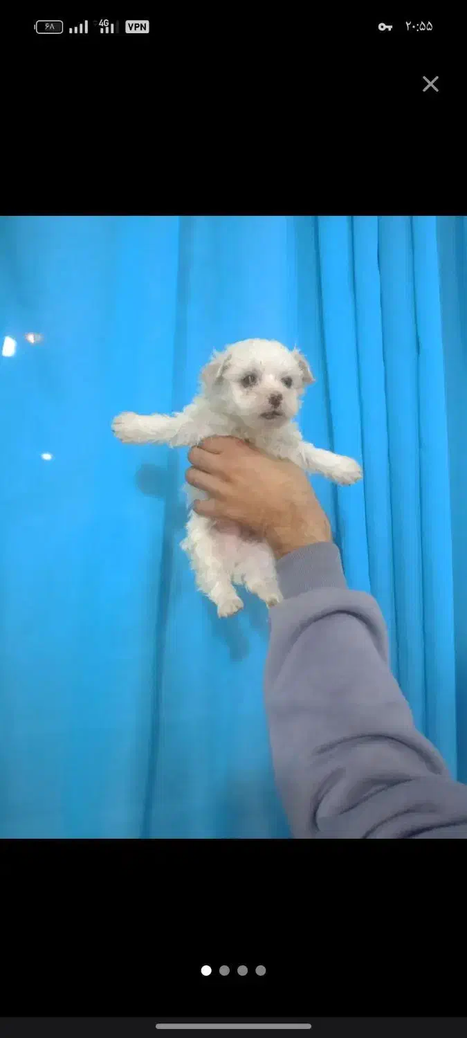 توله سایز ریز|سگ|بجنورد, |دیوار