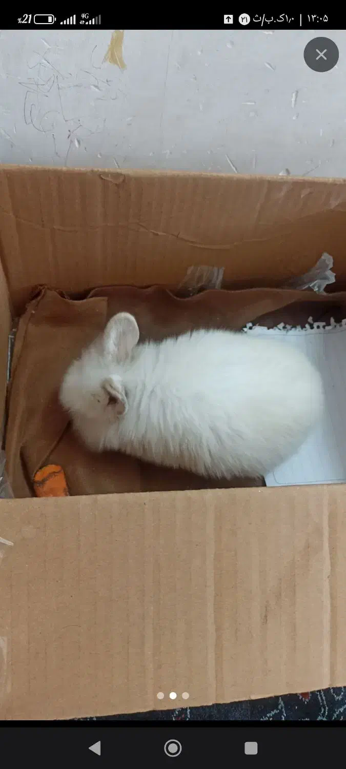 خرگوش لوپ|موش و خرگوش|سبزوار, چهارراه فرودگاه|دیوار