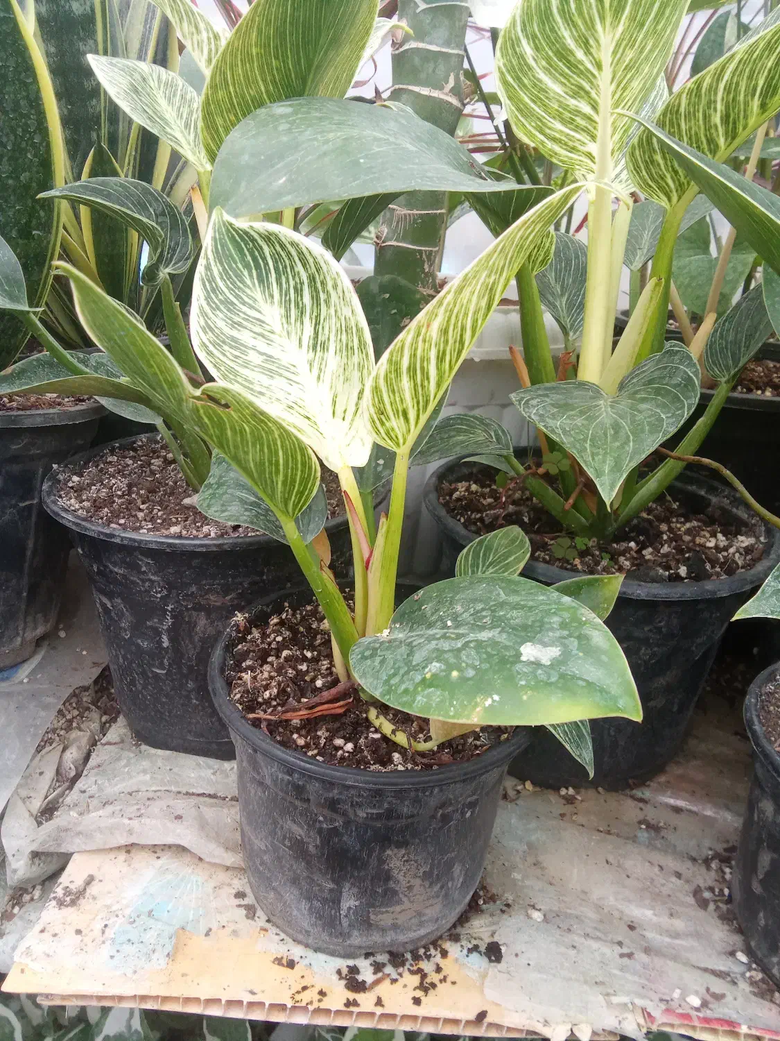 گل و گیاه|گل و گیاه طبیعی|تالش, هشتپر|دیوار