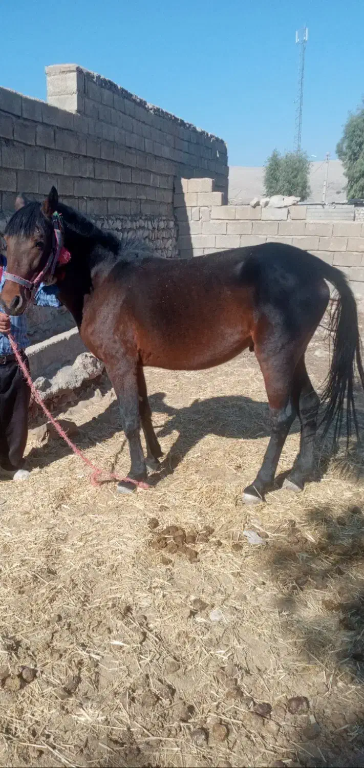 اسب نریون|اسب و تجهیزات اسبسواری|ایذه, |دیوار
