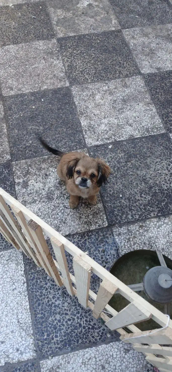 نر و ماده هر کدوم از یه مادر|سگ|گنبد کاووس, |دیوار