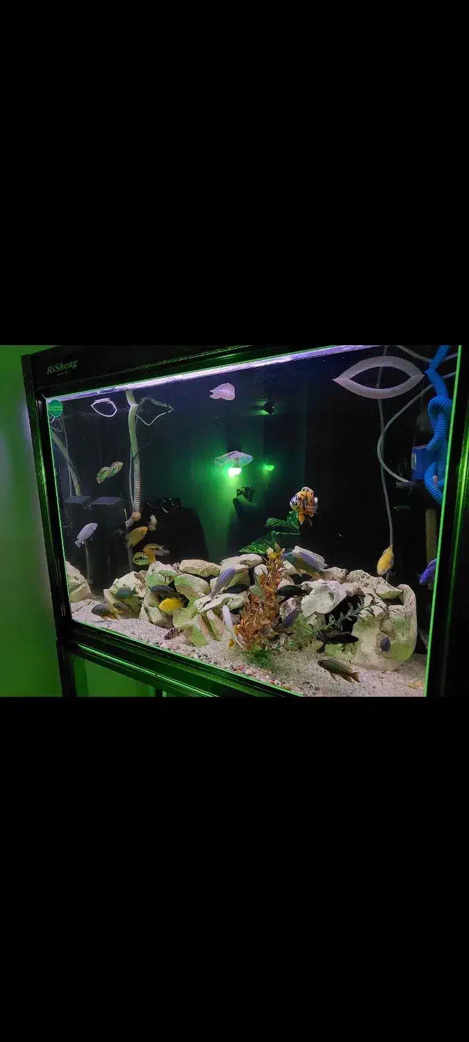 آکواریوم شرکتی risheng|ماهی|شیراز, معالیآباد|دیوار