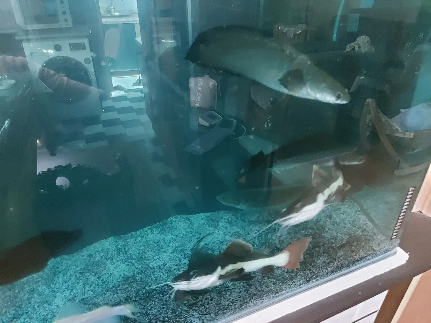 ماهی آکواریومی و مانستر|ماهی|ساری, |دیوار