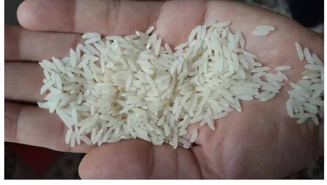 فردش برنج طارم هاشمی وبرنج طارم محلی معطر ومرغوب|حراج|ساری, |دیوار