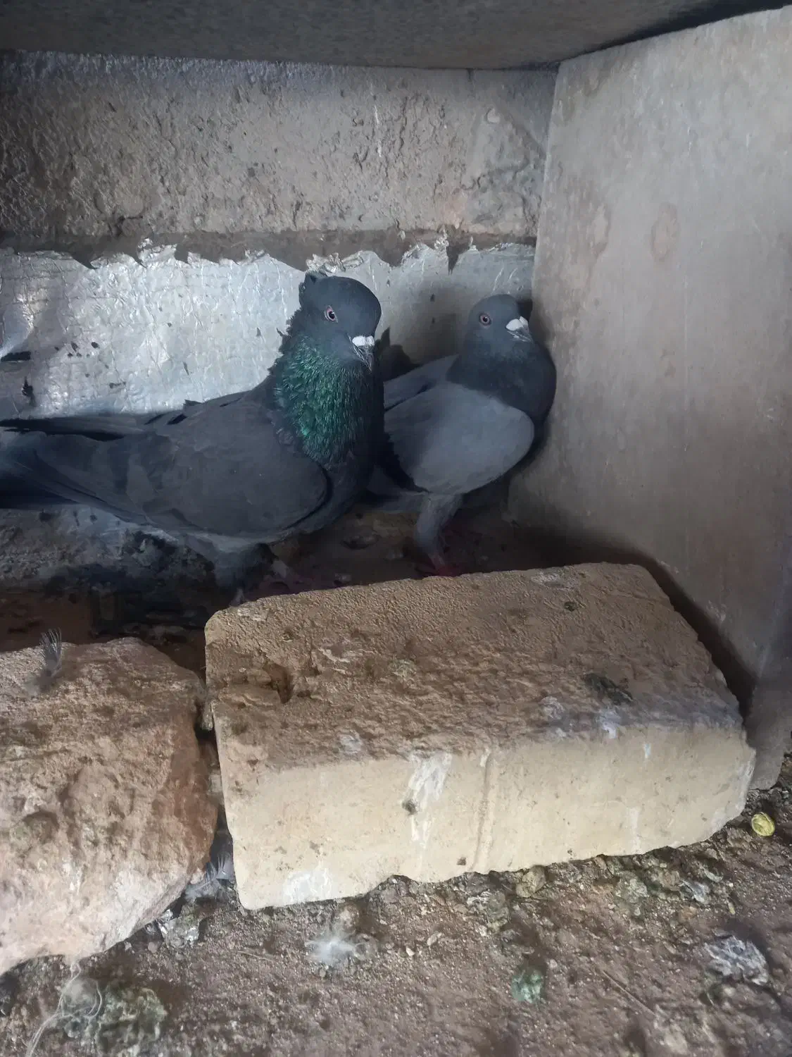 پرنده|پرنده|یزد, |دیوار