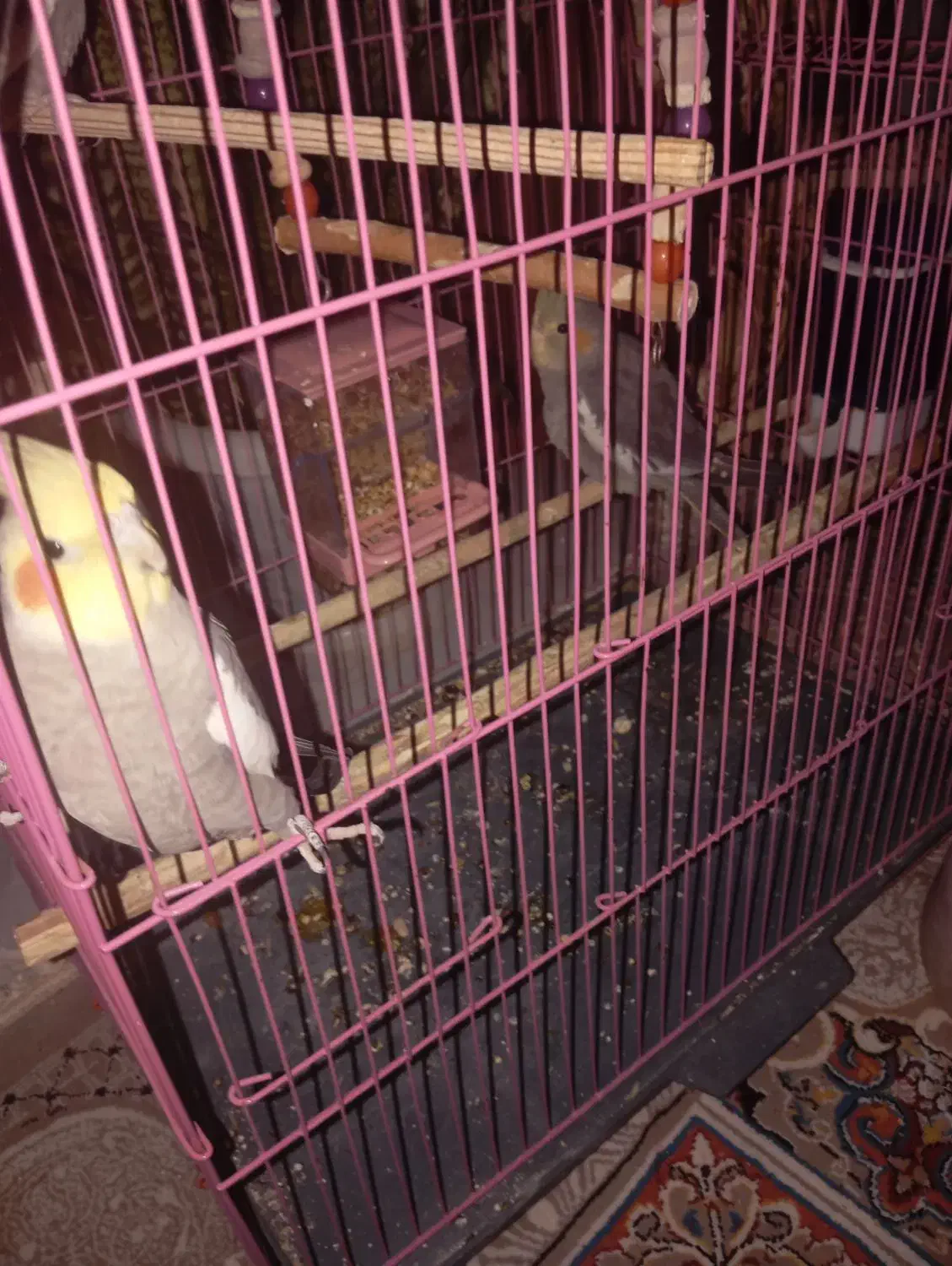 عروس هلندی|پرنده|مشگین شهر, |دیوار