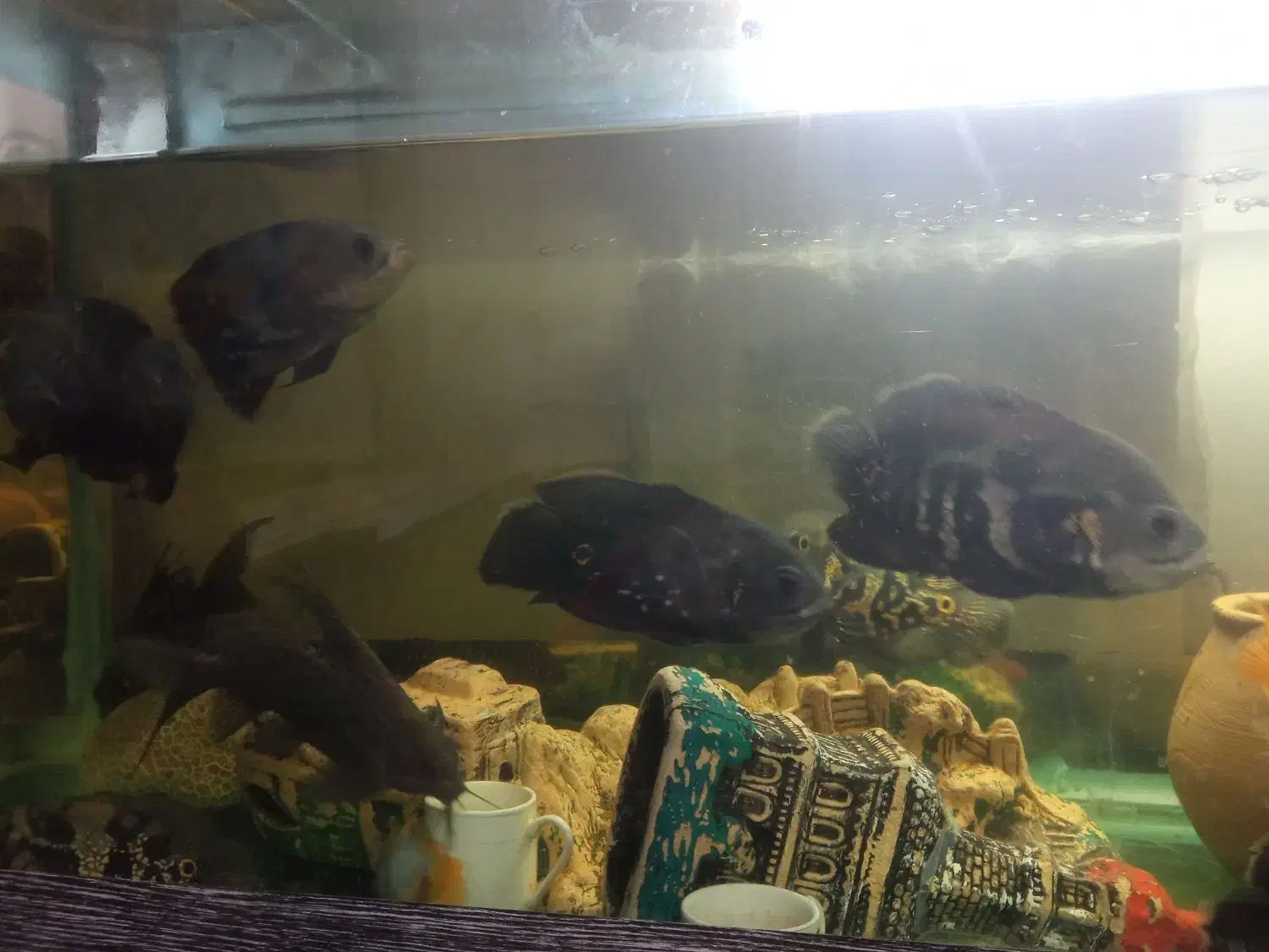 ماهی|ماهی|مشهد, همت آباد|دیوار