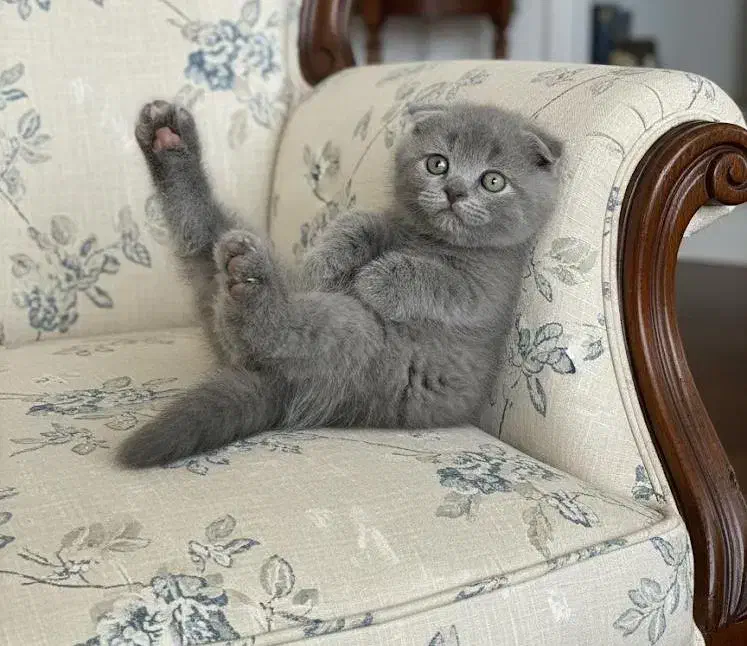 گربه های خیلی ناز|گربه|یزد, |دیوار