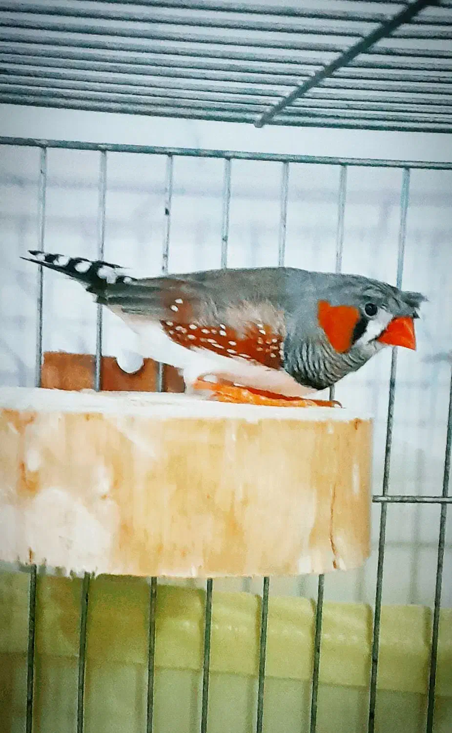 فنچ کینگ کاکلی|پرنده|بهارستان, |دیوار