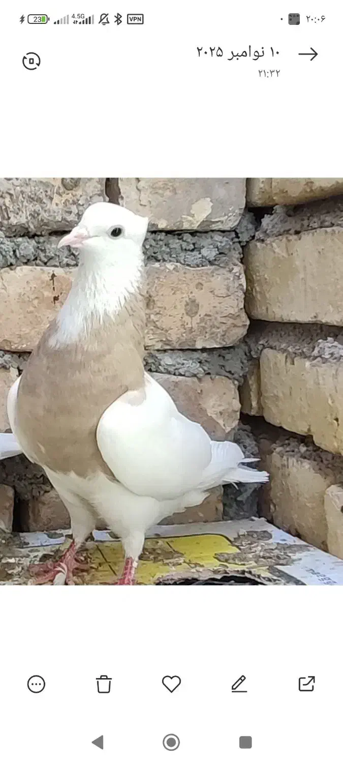 طوقی دمسفید دمسیاه کله الماسی پرشی گرگی کله دمبی|پرنده|مبارکه, |دیوار