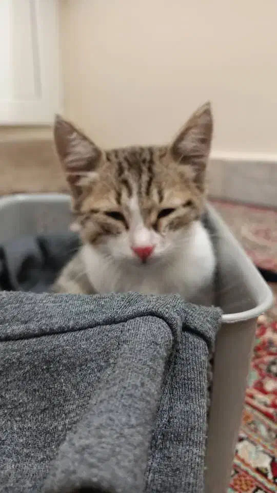 واگذاری گربه|گربه|تبریز, |دیوار