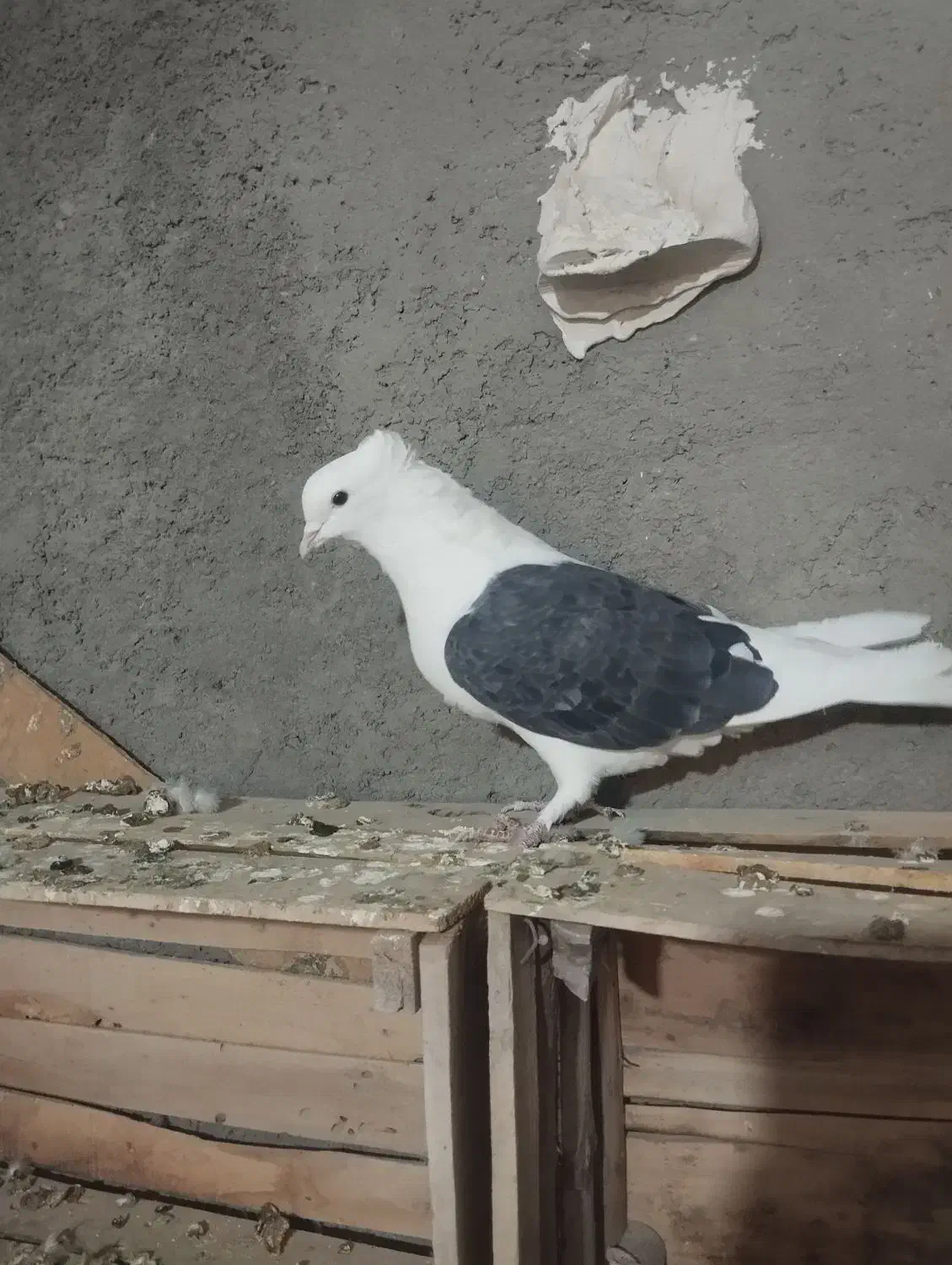 دوکتی|پرنده|معصومیه, |دیوار