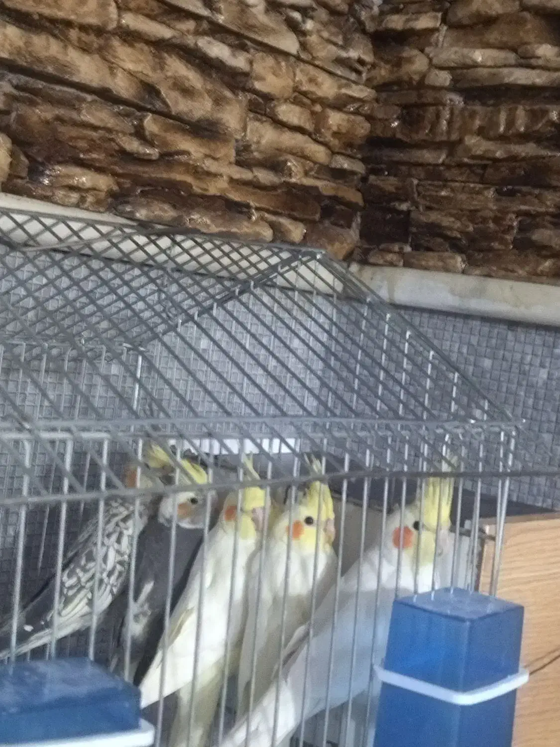 ی جفت عروس هلندی  همراه با ۳تا جوجه عروس دو ماهه|پرنده|بیضا, |دیوار