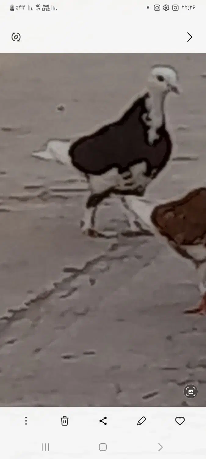 کفتر کبوتر گم شده|پرنده|قم, شهرک امام حسین|دیوار